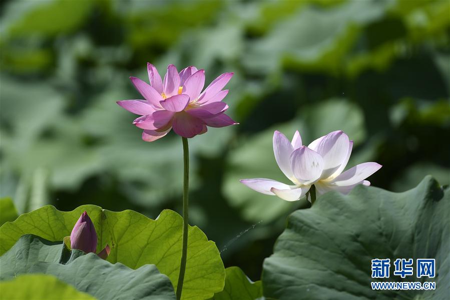 （社會(huì)）（2）夏日荷香飄