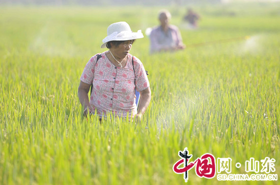 山東臨沂郯城：白露時(shí)節(jié)忙秋管 (組圖)