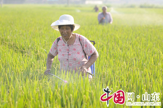 山東臨沂郯城：白露時(shí)節(jié)忙秋管 (組圖)