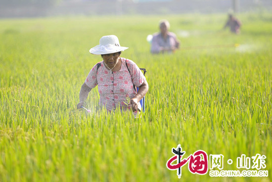 山東臨沂郯城：白露時(shí)節(jié)忙秋管 (組圖)