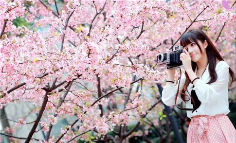 3月20日來(lái)濟(jì)寧看櫻花！千畝花海迎春綻放