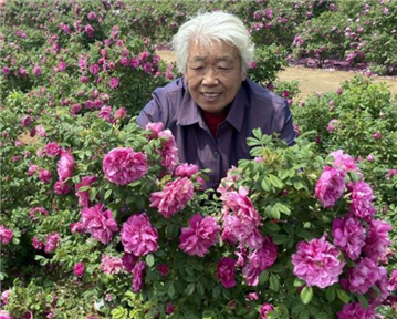 玫瑰花開(kāi)醉游人