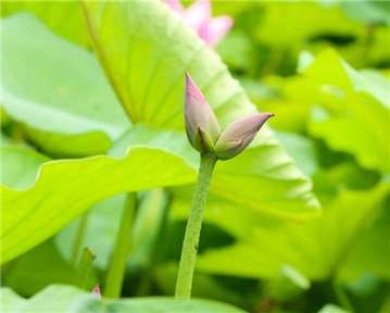 濟(jì)南大明湖罕見(jiàn)并蒂蓮驚艷眾游客