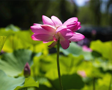 花期僅三天！大明湖并蒂蓮開花