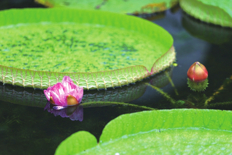 王蓮花開(kāi)優(yōu)雅動(dòng)人