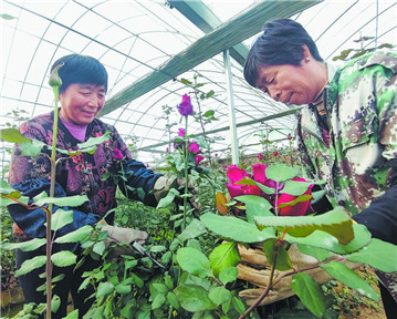 菏澤鄆城：“鮮花經(jīng)濟(jì)”帶來好“錢”景