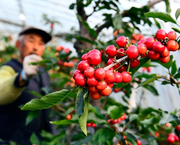 山東五蓮：五蓮山下櫻桃紅了