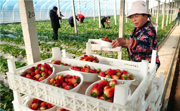 山東東平：草莓收獲忙