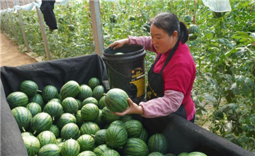 山東鄒平：多種產(chǎn)業(yè)模式推進(jìn)強(qiáng)村富農(nóng)