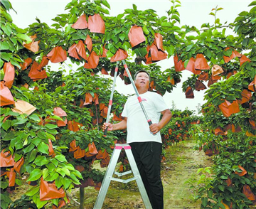 菏澤曹縣：百畝梨園 碩果盈枝