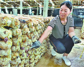 菏澤曹縣：小木耳帶來(lái)大產(chǎn)值