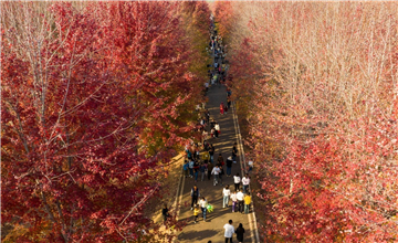 美“楓”了！青島張家樓千畝紅楓迎客來