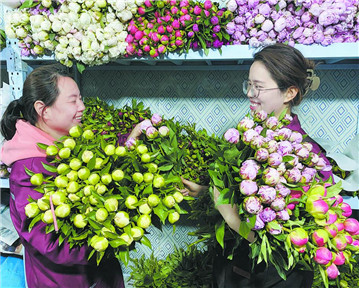 山東菏澤：花卉產(chǎn)業(yè) 美麗綻放