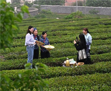 山東日照：茶園采摘直播忙