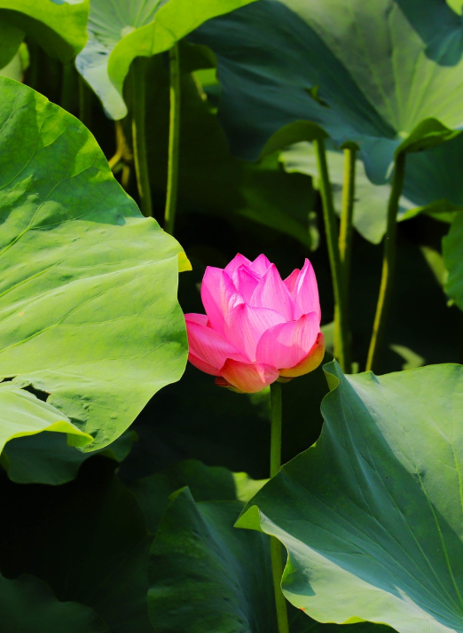 濰坊自怡園：夏荷始盛開(kāi) 靜待賞花人