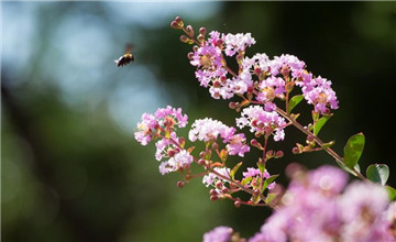 山東濰坊：紫薇花開，驚艷了夏日時(shí)光